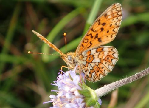 Boloria selene